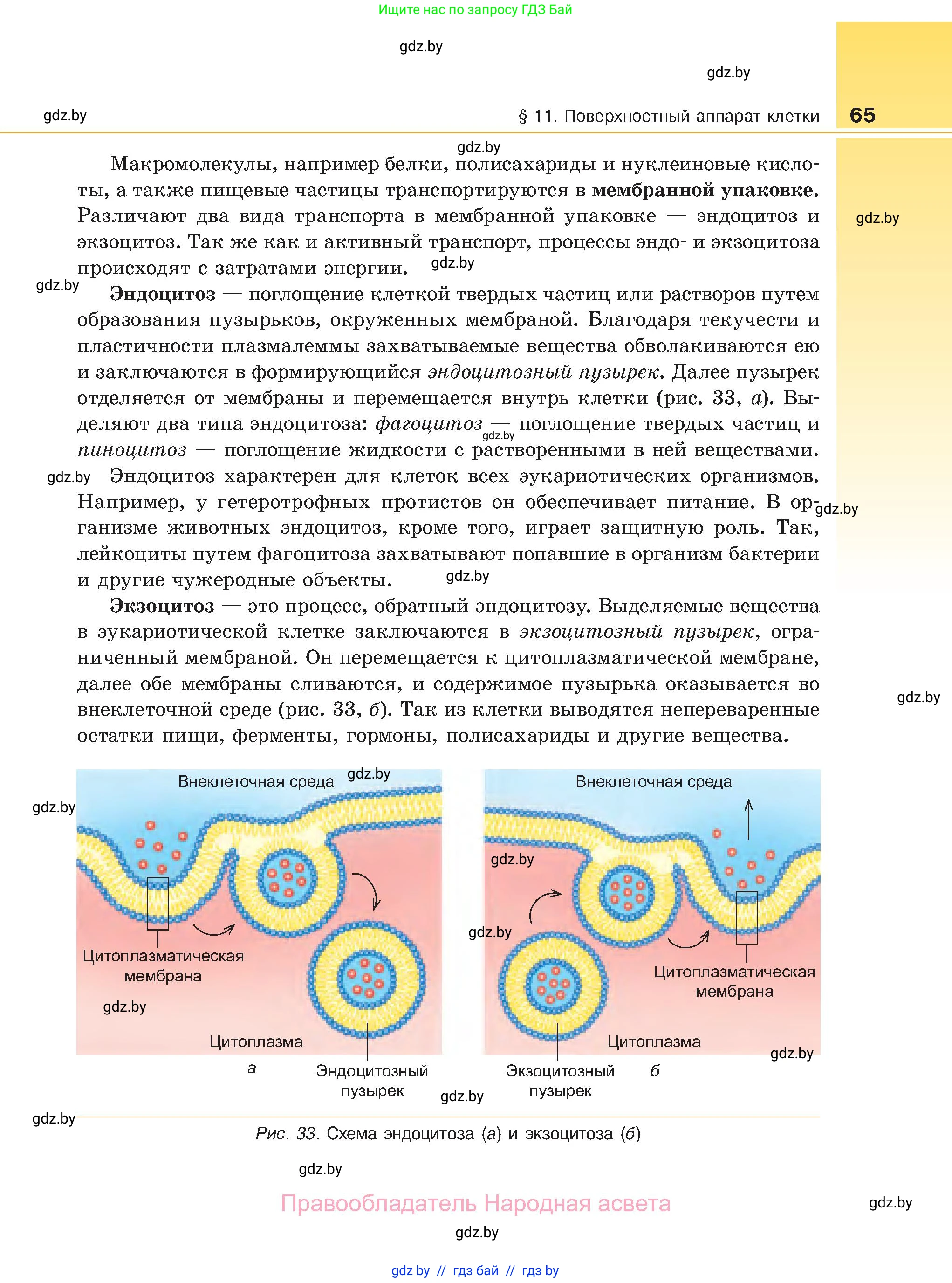 Биология, 11 класс Учебник, авторы: Дашков Максим Леонидович, Песнякевич Александр Георгиевич, Головач Алексей Михайлович, издательство Народная асвета, Минск, 2021, голубого цвета, страница 65