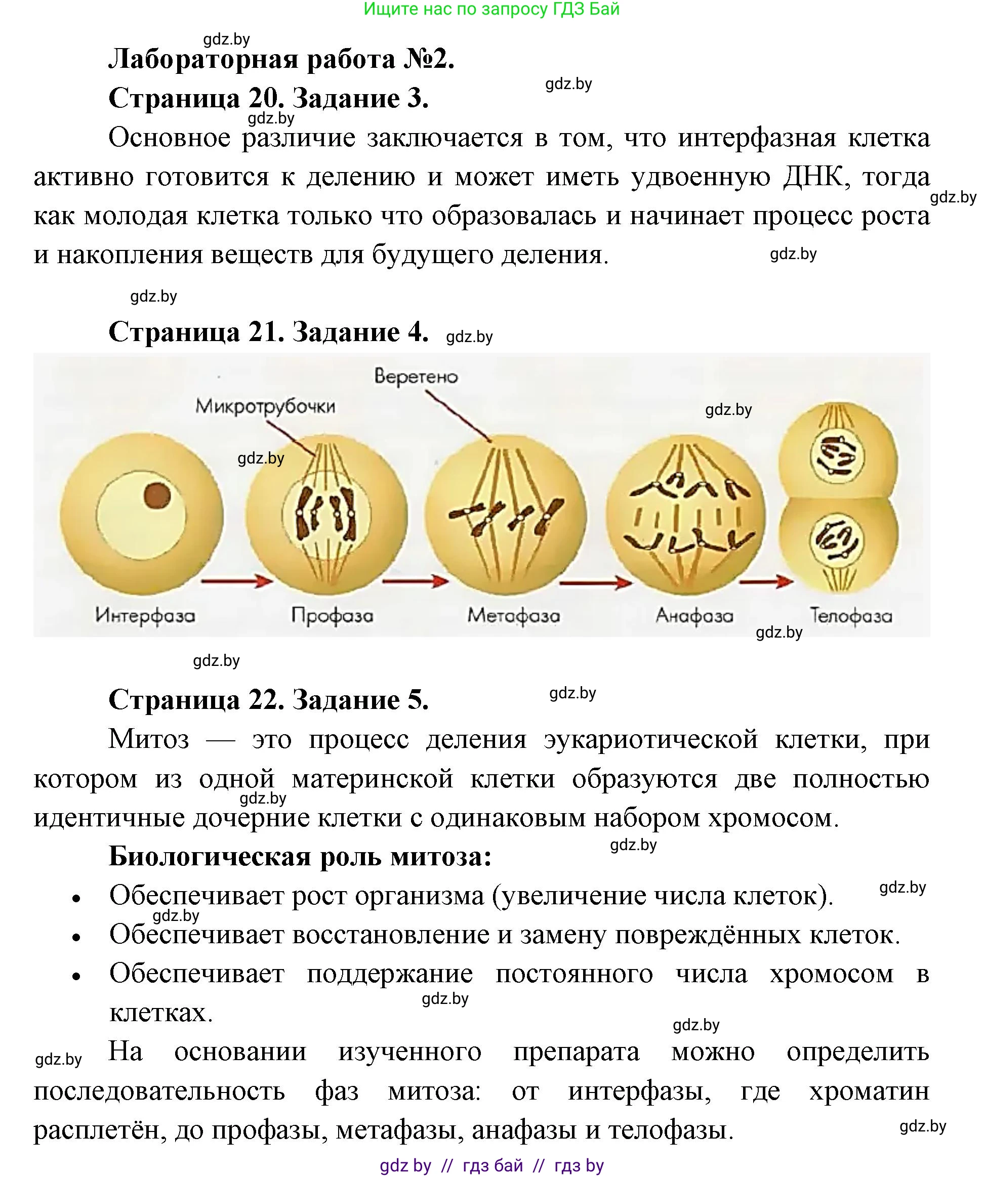 Биология, 11 класс Тетрадь для лабораторных и практических работ, автор: Хруцкая Тамара Викторовна, издательство Аверсэв, Минск, 2025, жёлтого цвета, страница 19, Решение