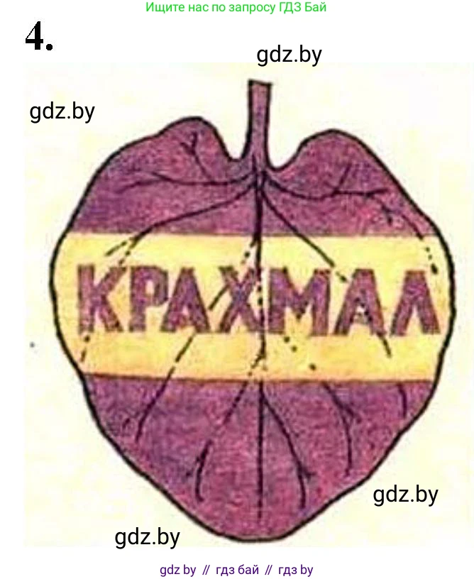 Биология, 11 класс Тетрадь для лабораторных и практических работ, автор: Хруцкая Тамара Викторовна, издательство Аверсэв, Минск, 2021, жёлтого цвета, страница 45, номер 4, Решение