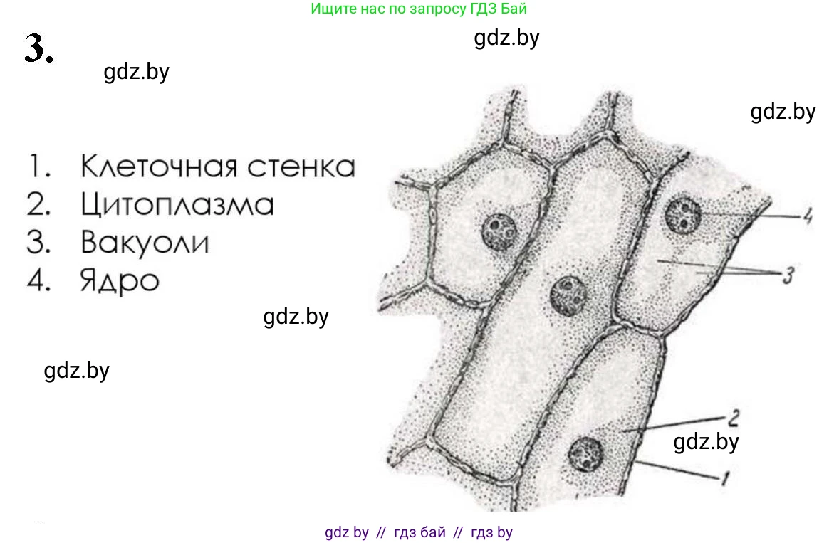 Биология, 11 класс Тетрадь для лабораторных и практических работ, автор: Хруцкая Тамара Викторовна, издательство Аверсэв, Минск, 2021, жёлтого цвета, страница 21, номер 1-3, Решение
