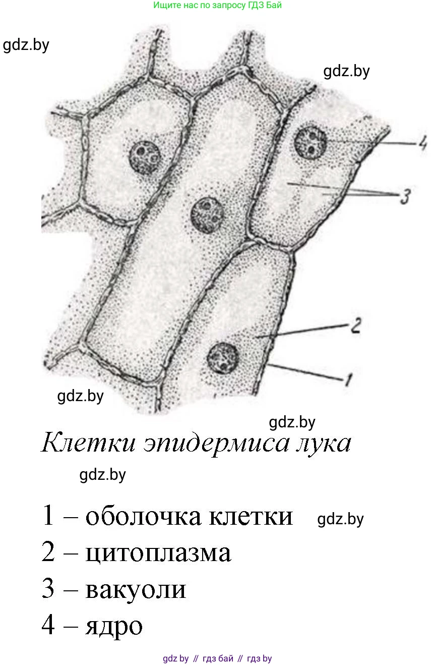 Биология, 11 класс Тетрадь для лабораторных и практических работ, автор: Хруцкая Тамара Викторовна, издательство Аверсэв, Минск, 2021, жёлтого цвета, страница 24, номер 1, Решение
