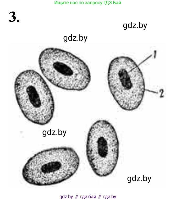 Биология, 11 класс Тетрадь для лабораторных и практических работ, автор: Хруцкая Тамара Викторовна, издательство Аверсэв, Минск, 2021, жёлтого цвета, страница 25, номер 3, Решение