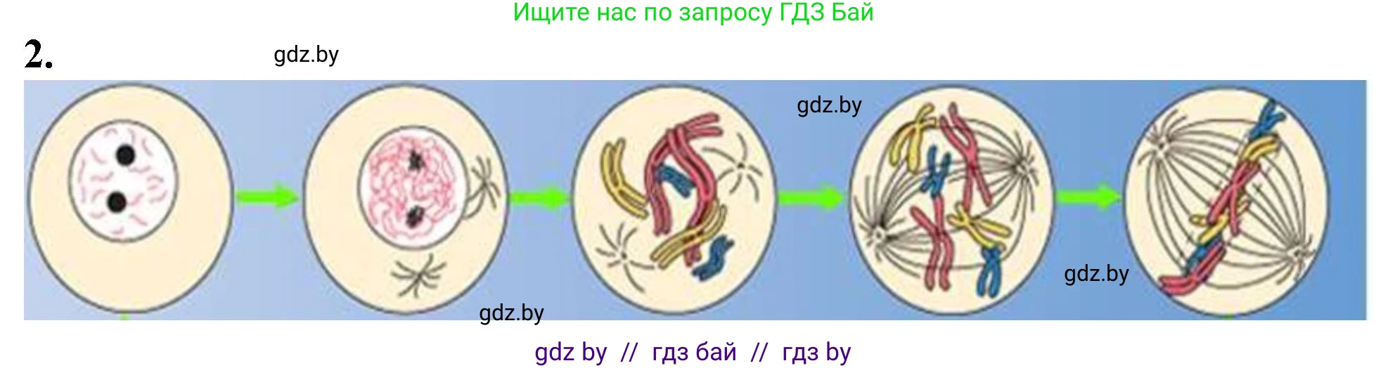 Биология, 11 класс Тетрадь для лабораторных и практических работ, автор: Хруцкая Тамара Викторовна, издательство Аверсэв, Минск, 2021, жёлтого цвета, страница 32, номер 2, Решение