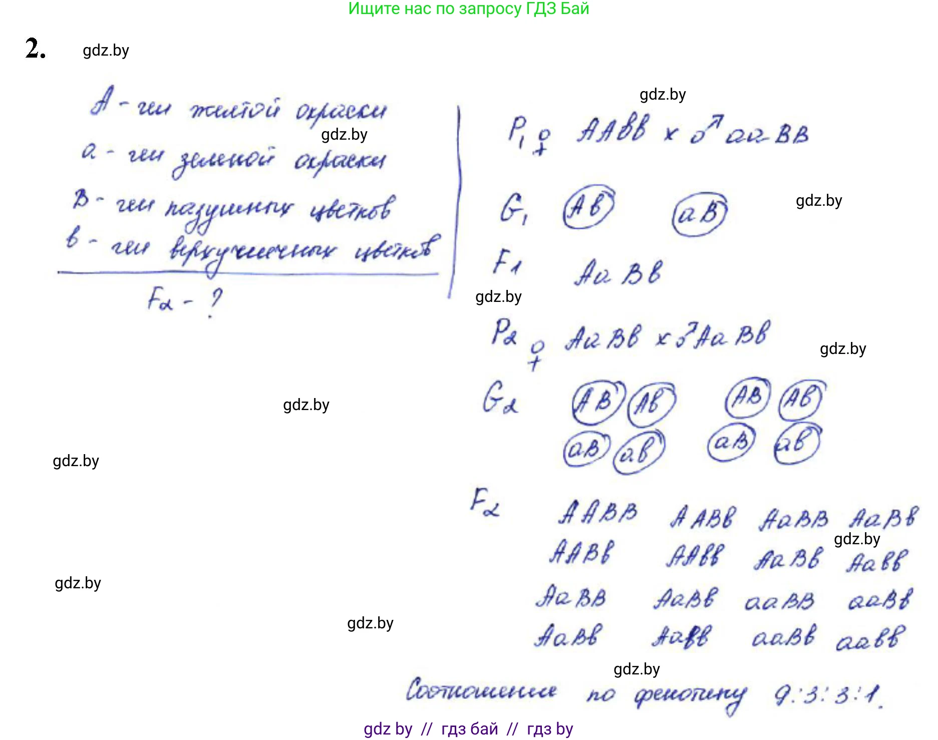 Биология, 11 класс Тетрадь для лабораторных и практических работ, автор: Хруцкая Тамара Викторовна, издательство Аверсэв, Минск, 2021, жёлтого цвета, страница 60, номер 2, Решение
