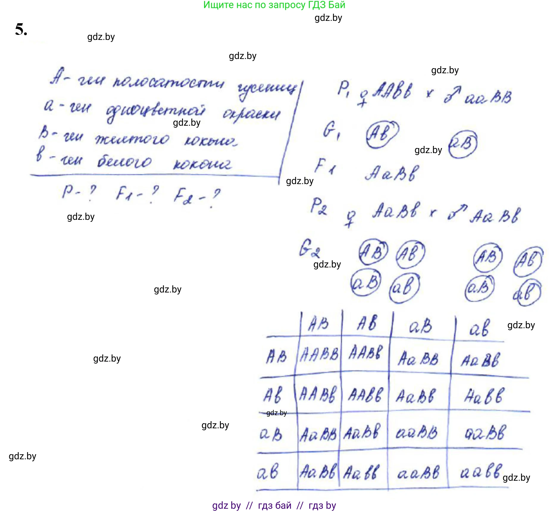 Биология, 11 класс Тетрадь для лабораторных и практических работ, автор: Хруцкая Тамара Викторовна, издательство Аверсэв, Минск, 2021, жёлтого цвета, страница 62, номер 5, Решение