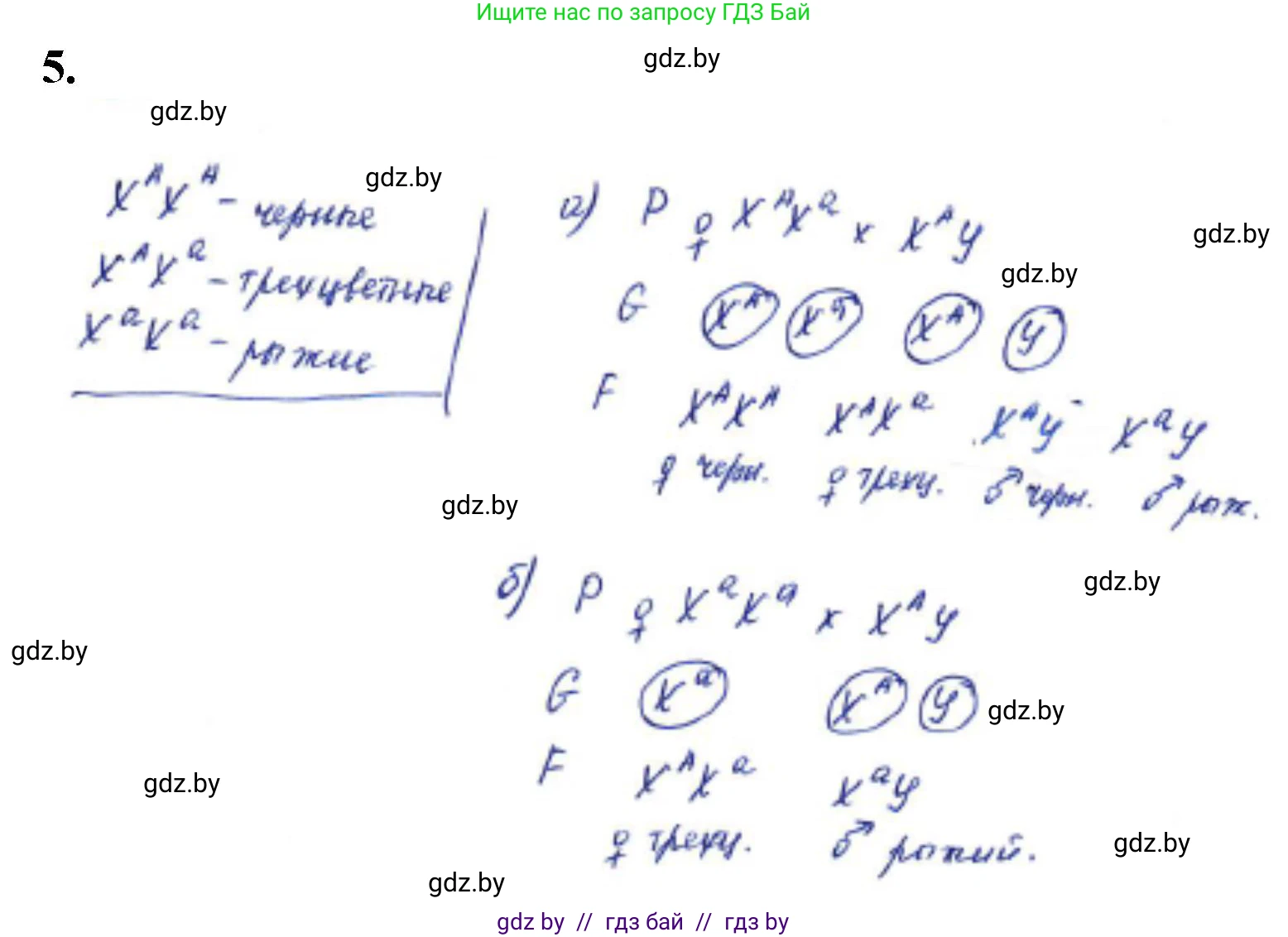 Биология, 11 класс Тетрадь для лабораторных и практических работ, автор: Хруцкая Тамара Викторовна, издательство Аверсэв, Минск, 2021, жёлтого цвета, страница 73, номер 5, Решение