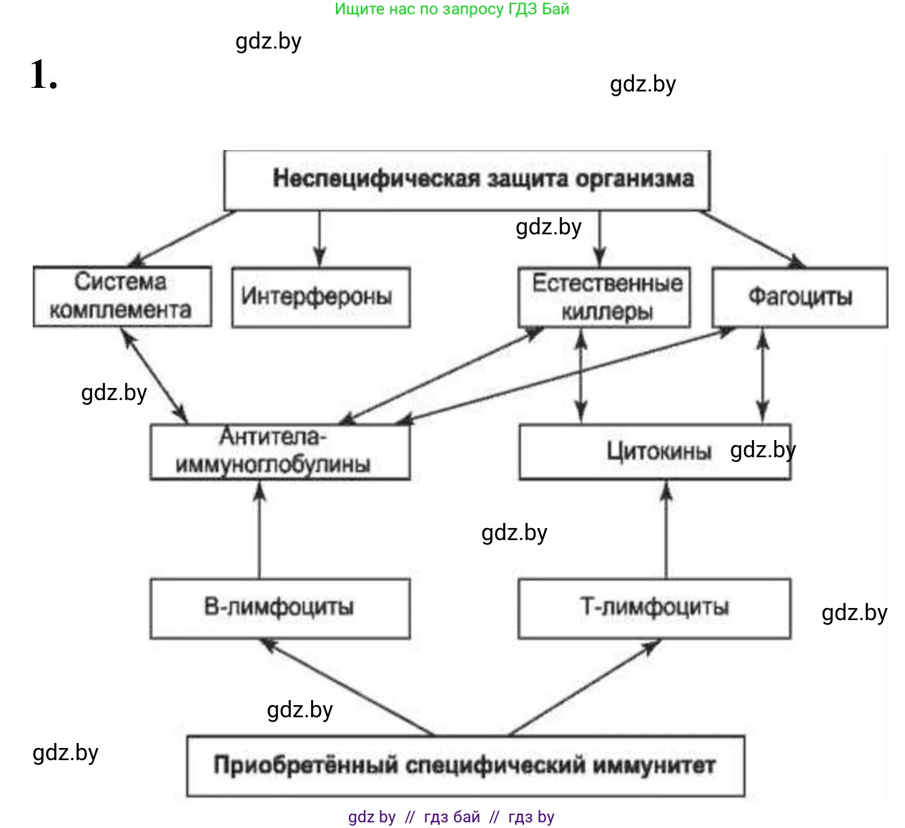 Биология, 11 класс рабочая тетрадь, автор: Хруцкая Тамара Викторовна, издательство Аверсэв, Минск, 2021, зелёного цвета, страница 53, номер 1, Решение