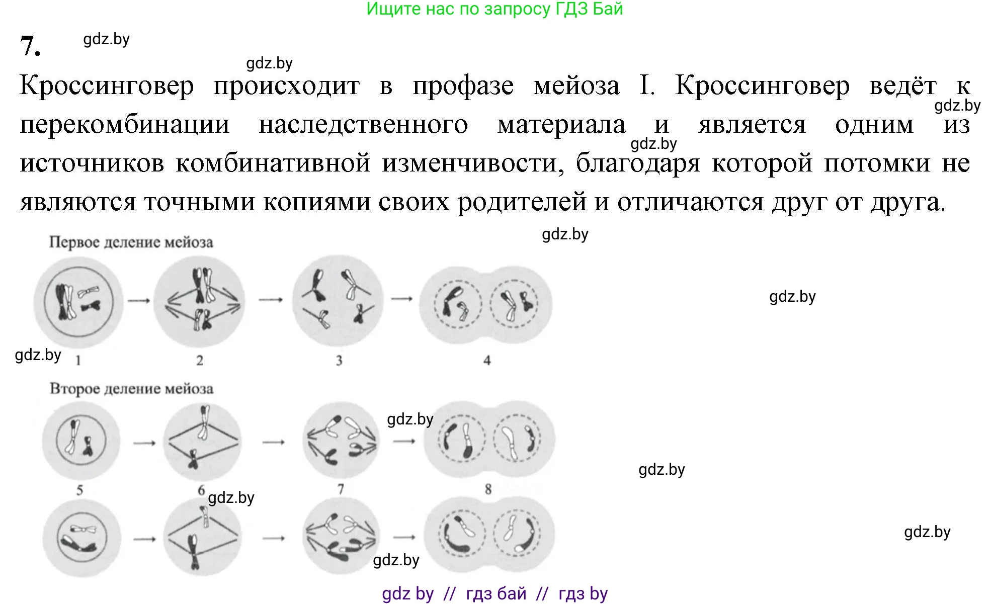 Биология, 11 класс рабочая тетрадь, автор: Хруцкая Тамара Викторовна, издательство Аверсэв, Минск, 2021, зелёного цвета, страница 65, номер 7, Решение
