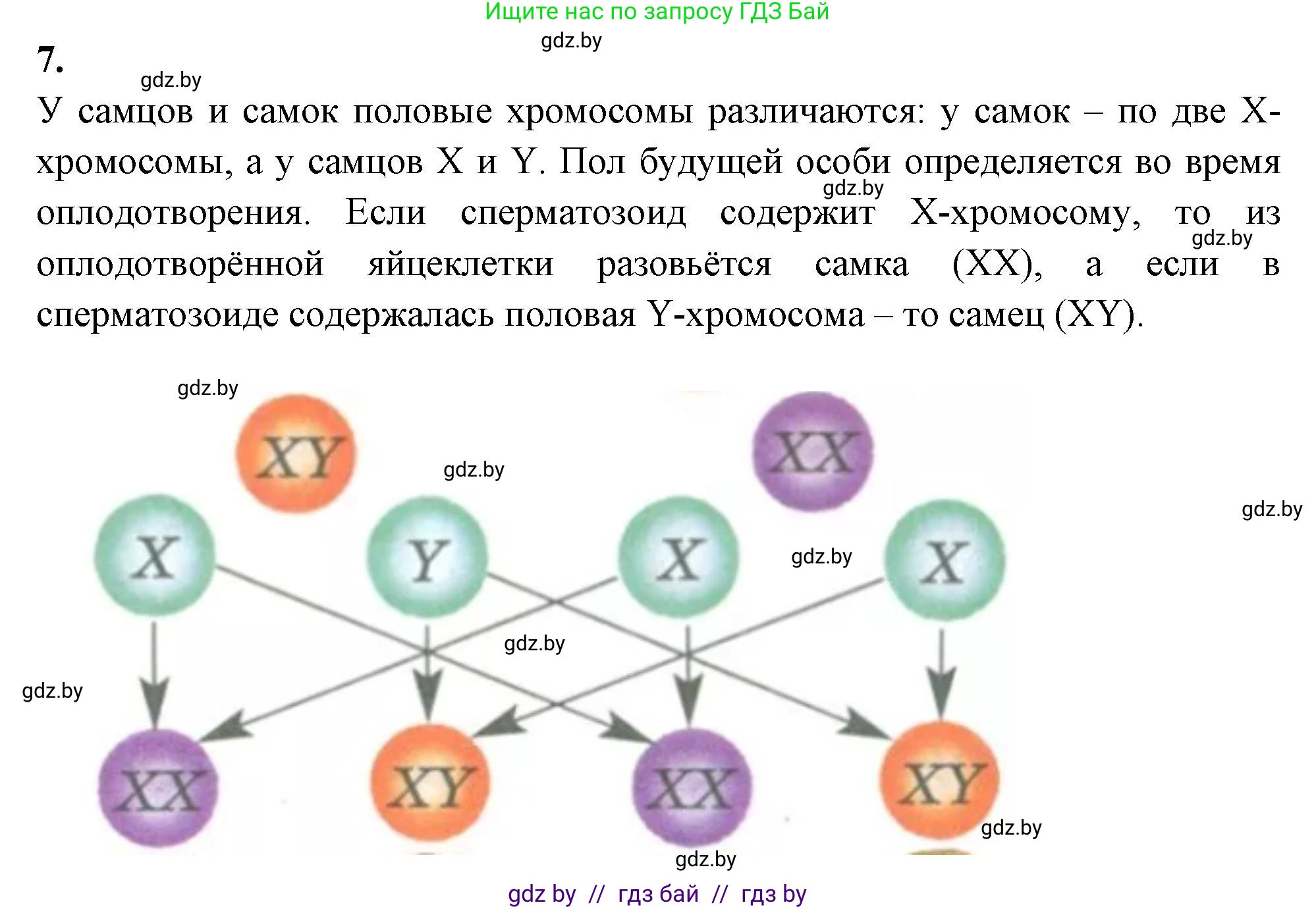 Биология, 11 класс рабочая тетрадь, автор: Хруцкая Тамара Викторовна, издательство Аверсэв, Минск, 2021, зелёного цвета, страница 68, номер 7, Решение