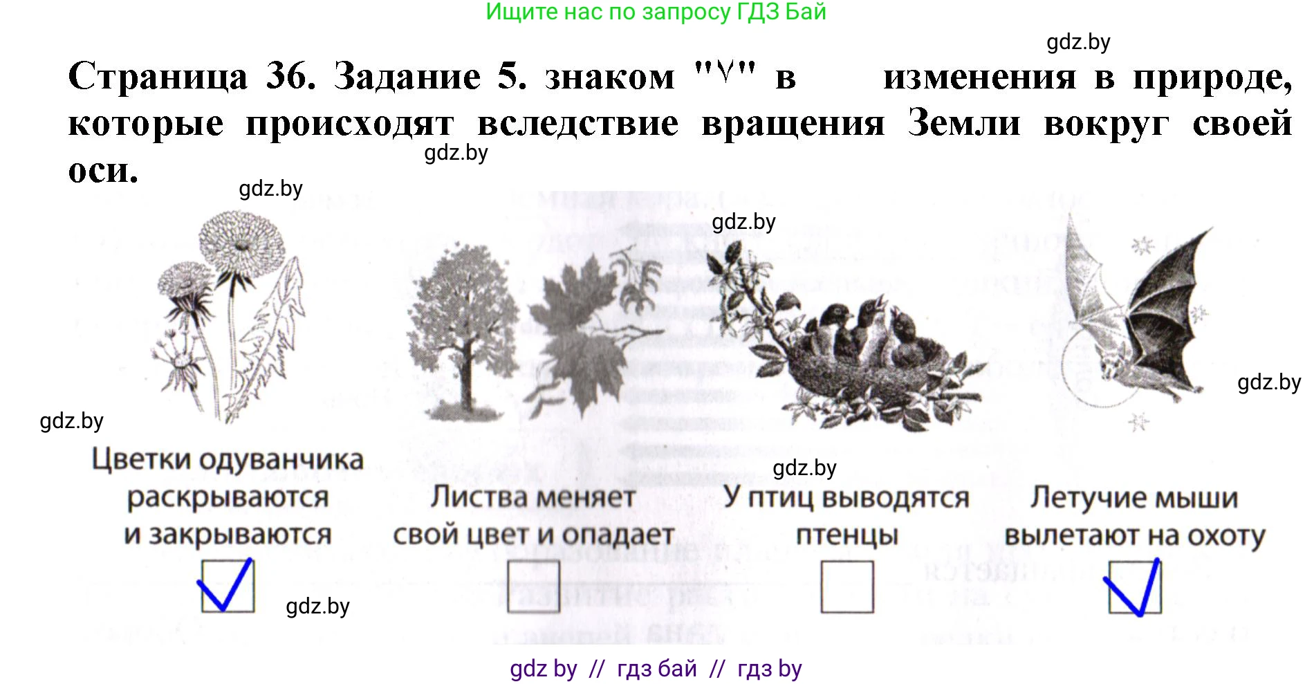 Человек и мир, 5 класс рабочая тетрадь, авторы: Лопух Пётр Степанович, Шкель Людмила Валерьевна, издательство Аверсэв, Минск, 2022, страница 36, номер 5, Решение