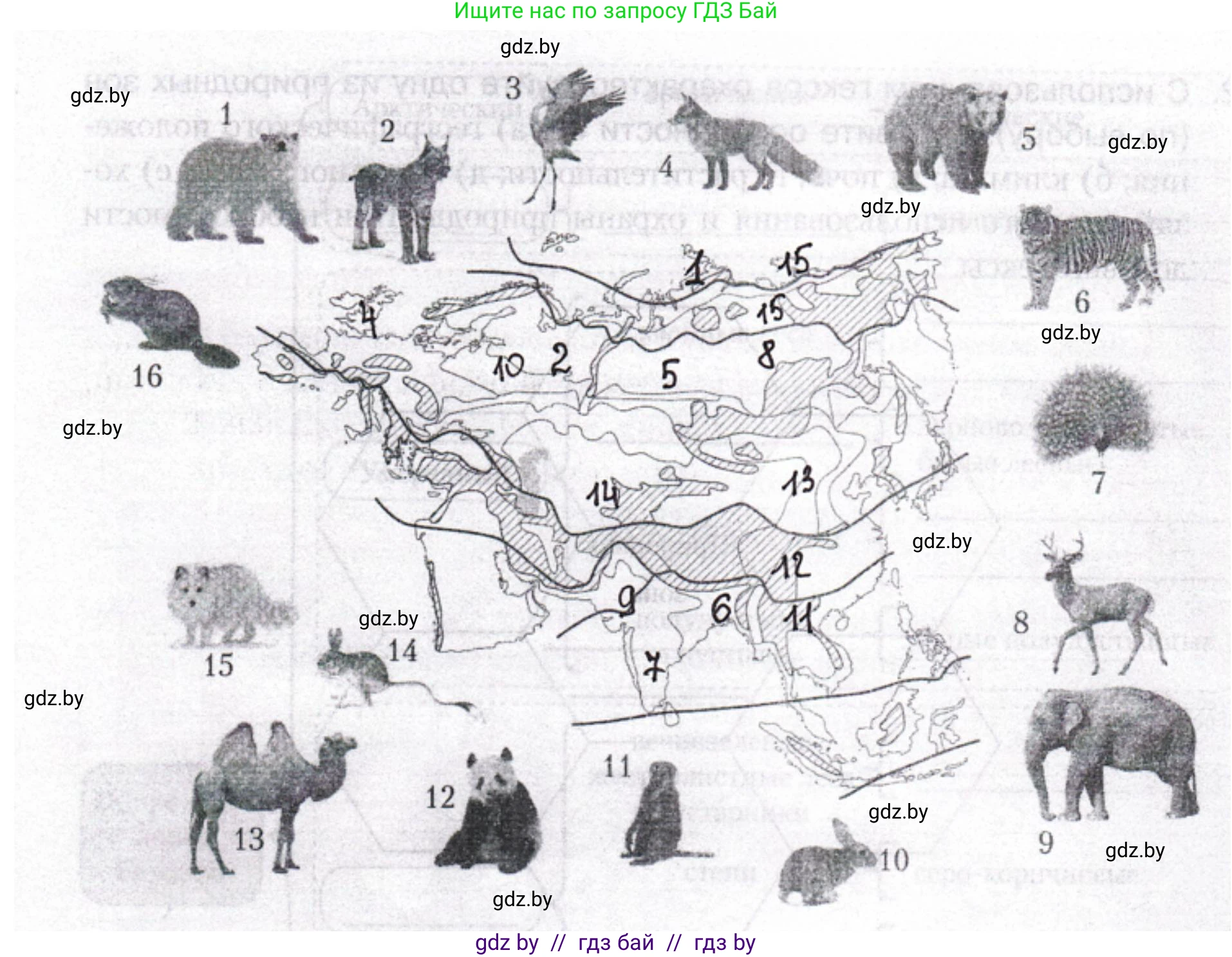 География, 7 класс рабочая тетрадь, авторы: Кольмакова Елена Генадьевна, Сарычева Ольга Владимировна, Тарасенок Елена Николаевна, издательство Аверсэв, Минск, 2024, страница 101, номер 4, Решение